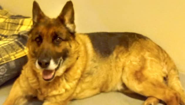 Dieser Schäferhund wurde von seinem Besitzer aus dem Pkw geworfen. Nun wird der Vierbeiner im Tierheim Dechanthof versorgt. (Bild: Tierheim Dechanthof)