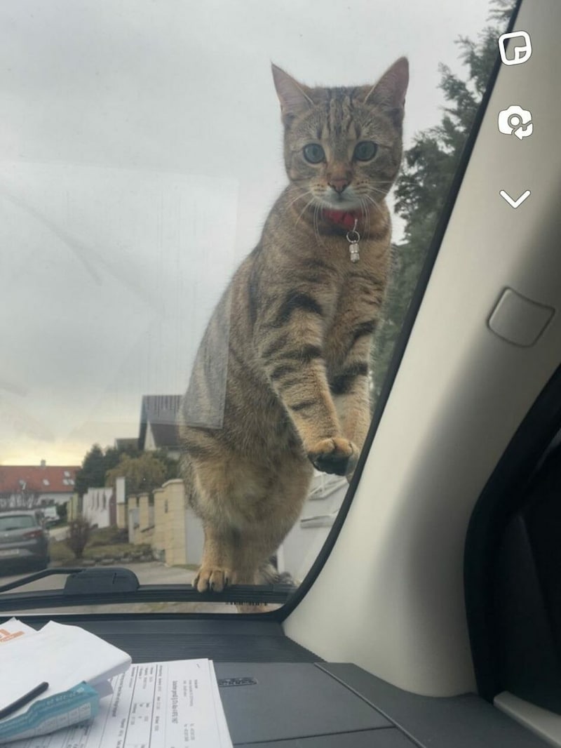 „Ella“ mit ihrem Halsband und der Kapsel. Beides fand die Tochter der Besitzerin auf der Straße. (Bild: zVg)