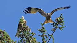 Rotmilane sind in der EU streng geschützt. In Oberösterreich gibt es derzeit etwa 35 Brutpaare. (Bild: Alois Litzlbauer)