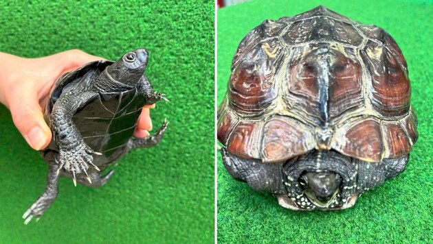 Vermutlich Chinesische Dreikielschildkröten. (Bild: Helga Happ)