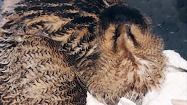 Die Rohrdommel wird bei der Vogelhilfe Kärnten gepflegt. (Bild: Vogelhilfe Kärnten)