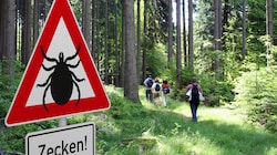 Man muss gar nicht tief in den Wald gehen - Zecken sitzen bevorzugt auf Gräsern und Büschen, also auch im Garten. (Bild: Adobe Stock)