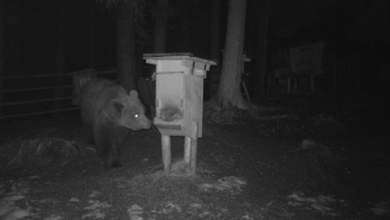 Der Bär bediente sich an der Wildfutterstelle. (Bild: Walter Walch)