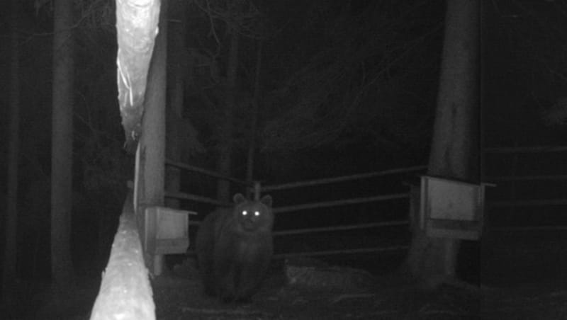 Mit einer Wildkamera gelangen die Aufnahmen des Braunbären im Tiroler Lechtal. (Bild: Walter Walch)