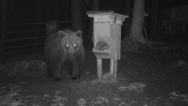 Braunbären können ausgewachsen rund 300 Kilogramm auf die Waage bringen, die Männchen oft noch etwas mehr. (Bild: Walter Walch)