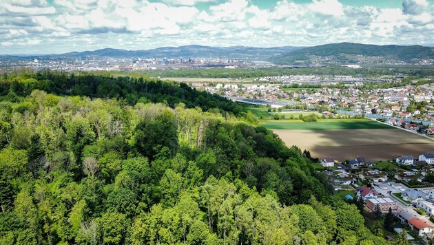Mit 1724 Hektar Gesamtwaldfläche gehört Linz zu Österreichs grünsten Städten. 18 Prozent der Stadtfläche sind Waldgebiete - 500 Hektar im Besitz der Stadt. (Bild: Alexander Schwarzl)