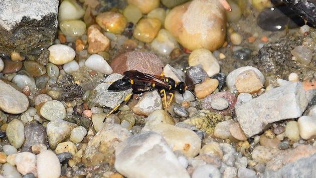 Der Naturkundlichen Station gelang nun der Erstnachweis: Die Amerikanische Mauerwespe wurde beim einem Amphibientümpel am Linzer Segelflugplatz entdeckt. (Bild: Gudrun Fuß)