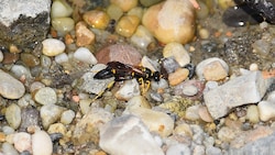 Der Naturkundlichen Station gelang nun der Erstnachweis: Die Amerikanische Mauerwespe wurde beim einem Amphibientümpel am Linzer Segelflugplatz entdeckt. (Bild: Gudrun Fuß)