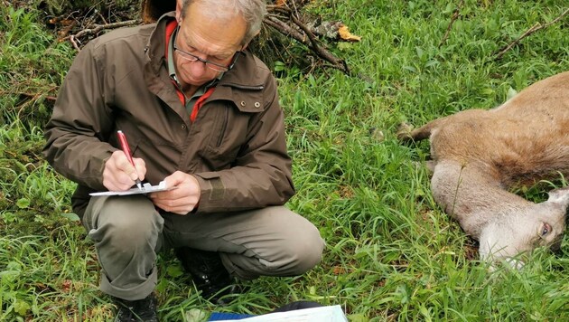 Nach der tödlichen Isegrim-Attacke sicherte Georg Schmidinger die DNA-Spuren, Haare und Pfotenabdrücke des Wolfes. (Bild: Schmidinger)