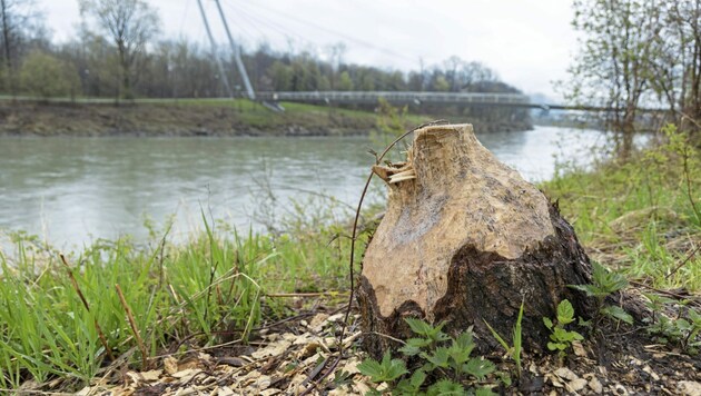 Biber hinterließen in der Stadt Salzburg ihre Spuren. Die Tiere nagten Bäume an der Salzach, in der Nähe der Aigner Au, an. (Bild: Camera Suspicta / Susi Berger)