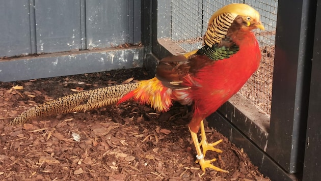 Dieser schöne Vogel irrte umher. (Bild: Tierheim Linz)