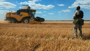 Ucrania, devastada por la guerra, sigue siendo uno de los principales productores de cereales del mundo.  (Imagen: TASS)
