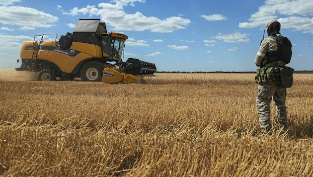 Die kriegsgebeutelte Ukraine ist nach wie vor einer der wichtigsten Getreideproduzenten der Welt. (Bild: TASS)