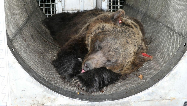 A photo obtained from Italian news agency Ansa on April 20, 2023 shows a July 30, 2020 photo of female bear "Jj4", sedated to be fitted with a radio collar, at Monte Peller in the Trentino province, northeastern Italy. - After the capture of a bear responsible for the death of a jogger in early April, the northern Italian province of Trentino announced on April 20, 2023 that it had issued a decree to shoot a male bear that had injured a walker in March. (Photo by STRINGER / ANSA / AFP) / - Italy OUT (Bild: AFP)
