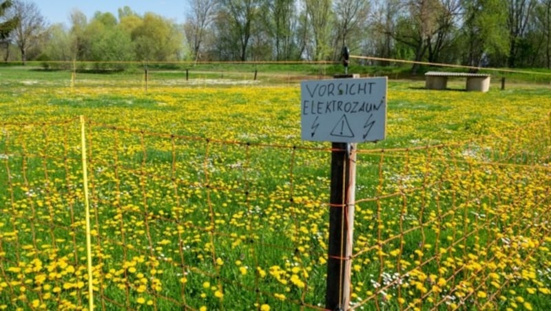 Warum bei einem leeren Grundstück der Elektrozaun eingeschaltet ist? Das bleibt ein Rätsel. (Bild: Charlotte Titz)