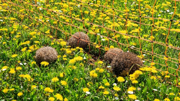 Für Igel ist die Strommenge, die durch den Zaun geleitet wird, offensichtlich tödlich. (Bild: Charlotte Titz)