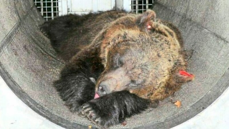 Die Bärin, die den Jogger getötet hat, befindet sich aktuell in einem Wildtiergehege. (Bild: Provinzia Autonoma di Trento)