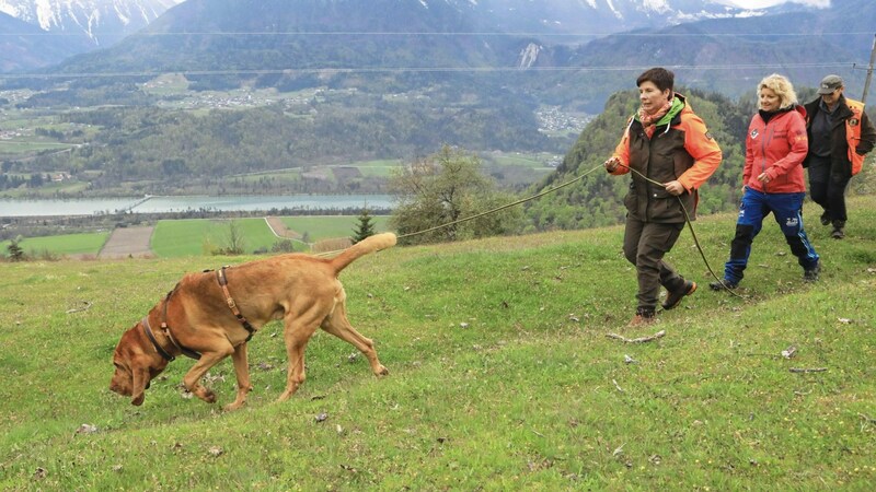 Dogs' excellent sense of smell is also used to search for people. (Bild: Rojsek-Wiedergut Uta)