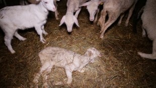Die katastrophalen Zustände auf diesem Hof im Bezirk St. Pölten haben sich trotz Anzeige nicht ...
