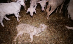 Die katastrophalen Zustände auf diesem Hof im Bezirk St. Pölten haben sich trotz Anzeige nicht ...