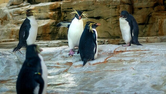 Die Pinguine sind unschuldig. (Bild: stock.adobe.com)
