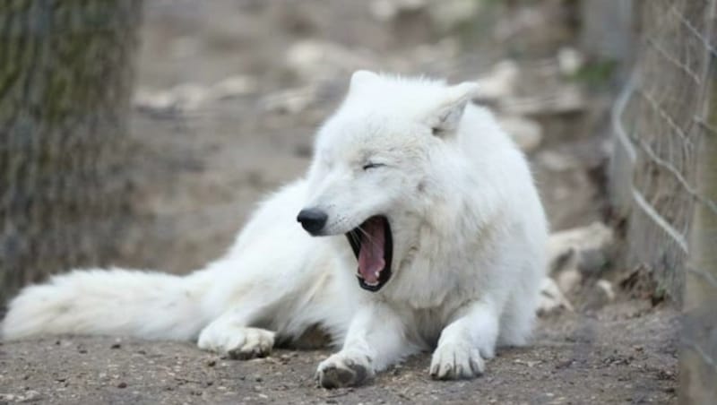 Im Wolf Science Center lassen es sich die Tiere gut gehen. (Bild: Andi Leisser)