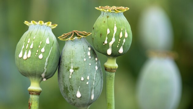 Bei den Mohnblumen enthält die Knolle eine Drogensubstanz. (Bild: Daniel Prudek - stock.adobe.com)