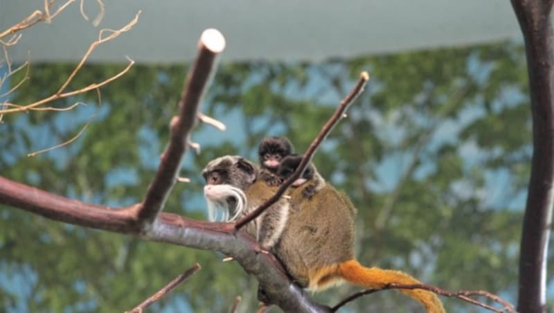Bei dieser Primatenart tragen die Männchen die Jungtiere auf dem Rücken. (Bild: Zoo Salzburg)