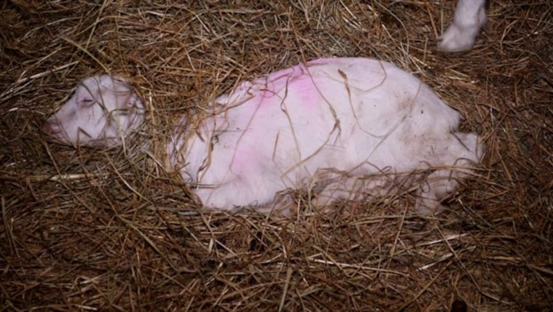 Verendete Tiere liegen im Stall auf dem Boden. (Bild: VGT.at)