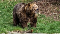 Bär „Mark“ genießt die neue Freiheit im Bärenwald Arbesbach. Ein Vierteljahrhundert wird dort mittlerweile Bären eine Zuflucht gegeben. (Bild: KLAUS SCHINDLER)