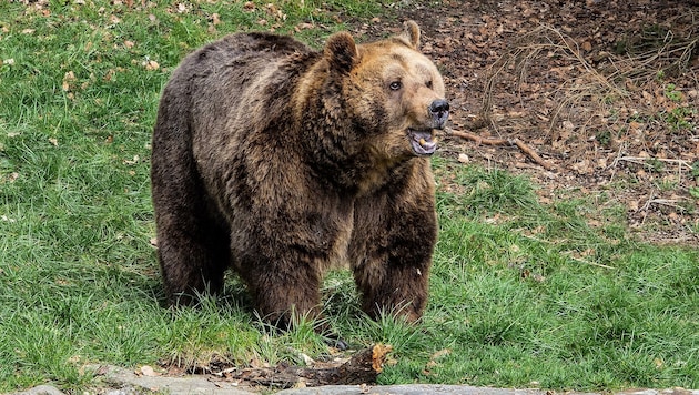 Bär „Mark“ genießt die neue Freiheit im Bärenwald Arbesbach. Ein Vierteljahrhundert wird dort mittlerweile Bären eine Zuflucht gegeben. (Bild: KLAUS SCHINDLER)