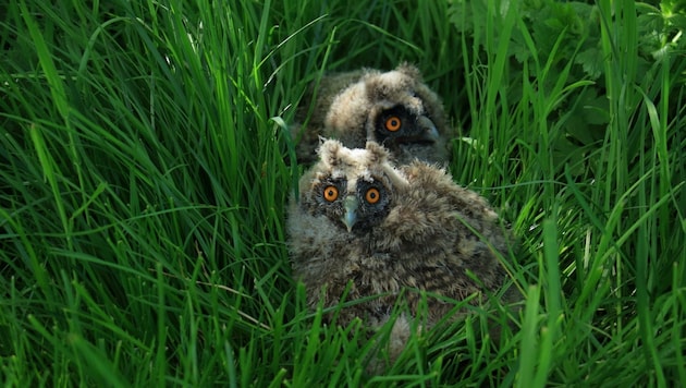 Mindestens fünf Waldohreulen im Nest sollen die Jäger erschossen haben. (Bild: Honorar)