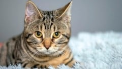 Bei uns leben über zwei Millionen Katzen – Tendenz steigend! (Bild: BRIGITTE GRADWOHL)