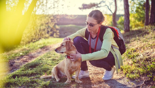Immer, wenn Sie mit Ihrem Hund im Freien unterwegs sind, können Zecken das Tier befallen. (Bild: stocka.dobe.com)