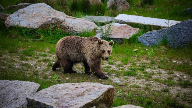 14 Bären leben aktuell nahe der bayrisch-oberösterreichischen Grenze. (Bild: Scharinger Daniel)