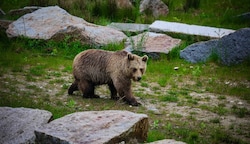 14 Bären leben aktuell nahe der bayrisch-oberösterreichischen Grenze. (Bild: Scharinger Daniel)