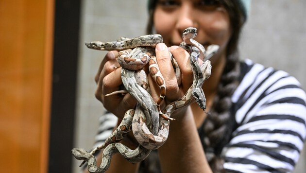 Das Reptilienhaus spricht von einer großen Überraschung. (Bild: APA/dpa/Felix Kästle)