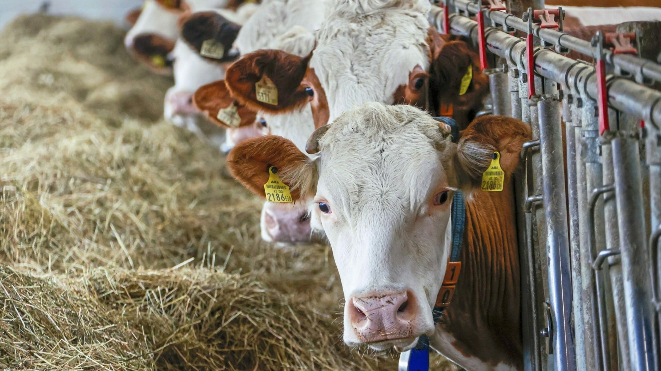 Landwirtschaft - Erbhöfe: „Die ganze Familie muss zusammenhelfen