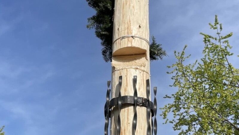 An zwei Stellen wurde der Stamm in Wiener Neudorf angesägt. Die Feuerwehr musste ihn selbst fällen. (Bild: FF Wiener Neudorf)