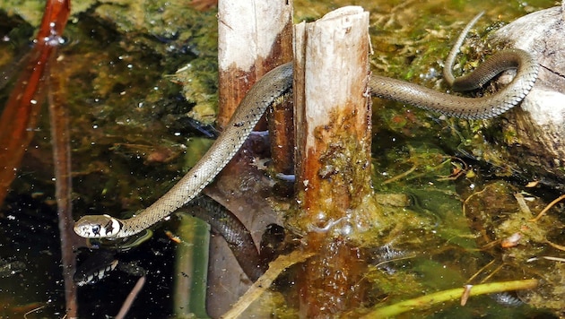 Ringelnattern sind die häufigsten Schlangen in unserem Land. (Bild: Pavek)