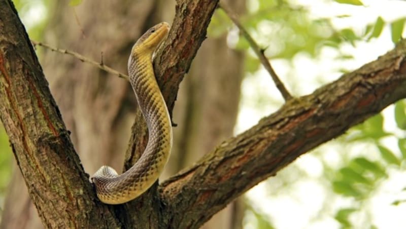 Äskulapnattern erklimmen Bäume. (Bild: Thomas)