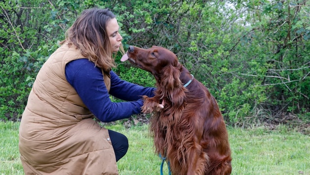 Jetzt geht es Odi wieder gut. Der Irish Setter hatte an der Glan im Grödiger Ortsteil Fürstenbrunn von einem Kadaver gefressen, in dem vermutlich ein Giftköder versteckt war. (Bild: Tschepp Markus)