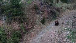 Ein Jäger sichtete am Montag diesen Braunbären. (Bild: zVg)