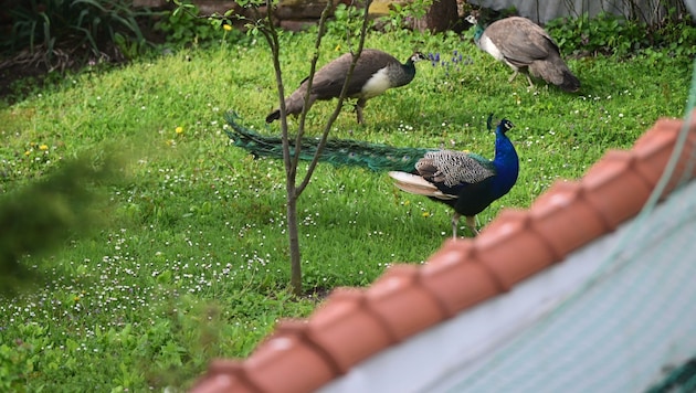 Pfau-„Invasion“ in Wilfersdorf (Bild: Antal Imre)