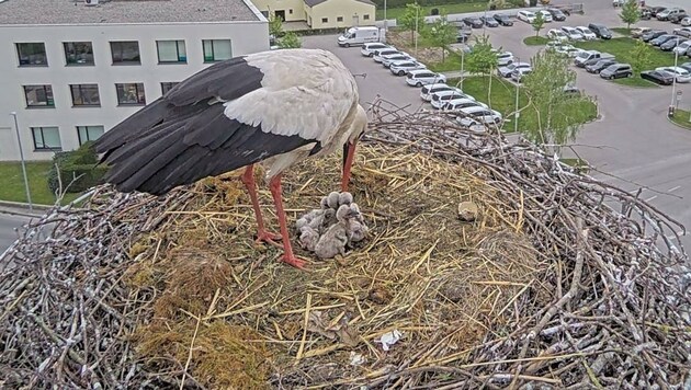 Mama und Papa kümmern sich um ihren Nachwuchs. (Bild: ÖBB)