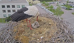 Mama und Papa kümmern sich um ihren Nachwuchs. (Bild: ÖBB)