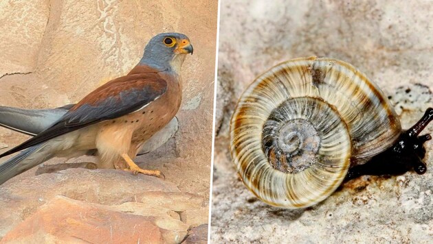 Der Rötelfalke (links) ist in Kärnten ausgestorben. Die Gerippte Felsenschnecke ist stark gefährdet (Bild: Zigi/ Franz Keppel)