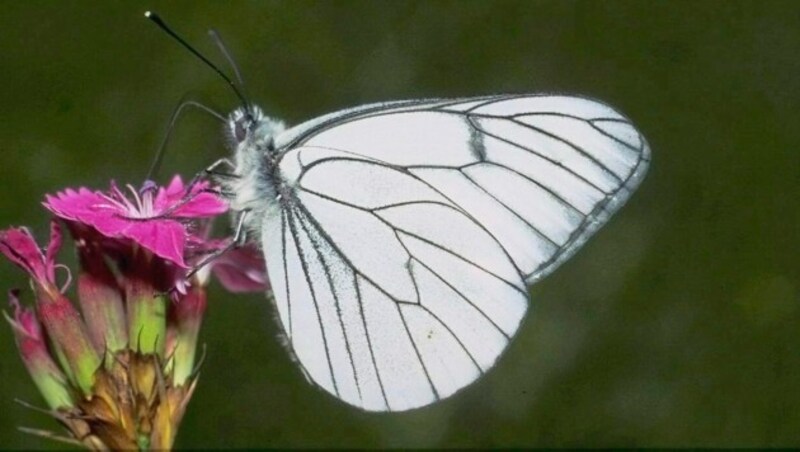 Um den Baum-Weißling-Schmetterling steht es schlecht (Bild: Chri Komposch)