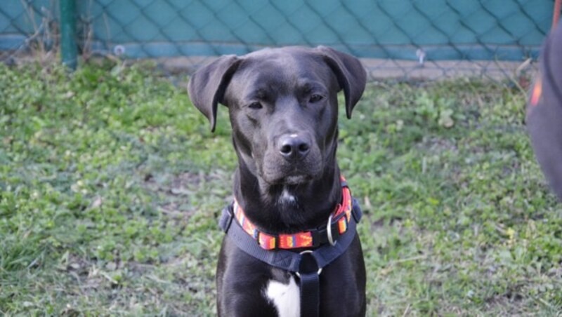 „Casimir“ ist ein intelligenter und beeindruckender Hund. (Bild: TierQuarTier Wien)