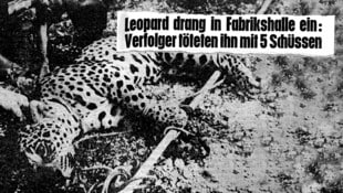 Leopard Kimba recibió un disparo a las 9:05 am del 2 de agosto en el sitio de Kestag.  (Imagen: Archivos/ Hunter Krone CREATIVO,)